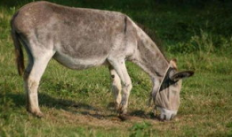 马馿交配视频,自然繁衍的震撼瞬间