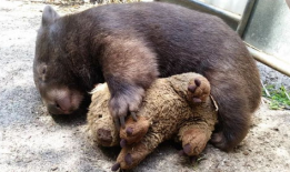 袋熊视频,揭秘袋熊的日常生活与奇妙世界