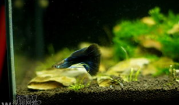 鱼儿视频,探索水下世界的精彩瞬间